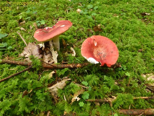 Russula pseudointegra - 