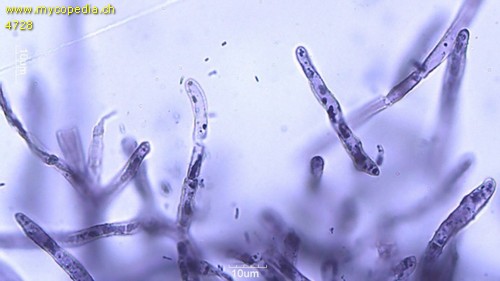 Russula pseudointegra - 
