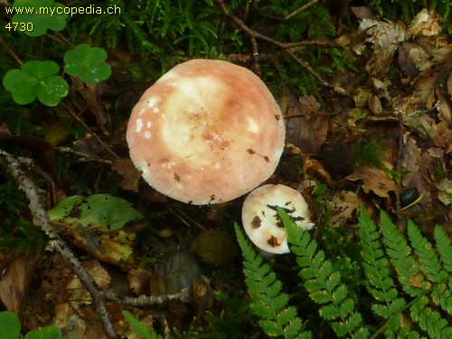 Russula velutipes - 