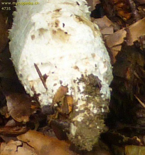 Amanita excelsa - 