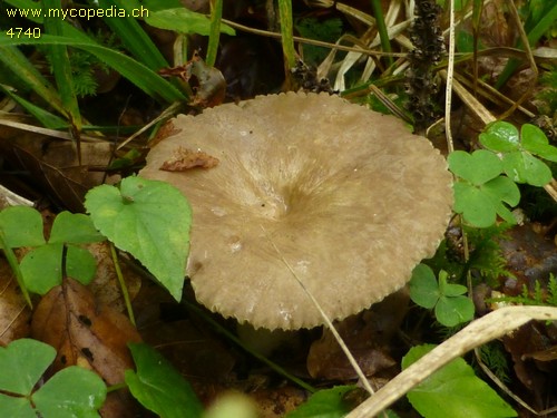 Lactarius pterosporus - 