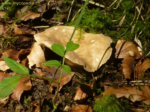 Lactarius pterosporus - 