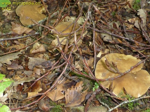 Lactarius pterosporus - 