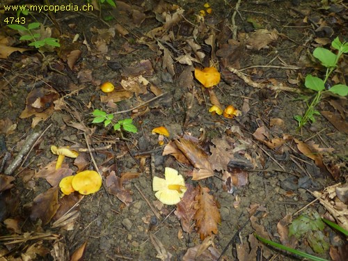 Hygrocybe obrussea - 