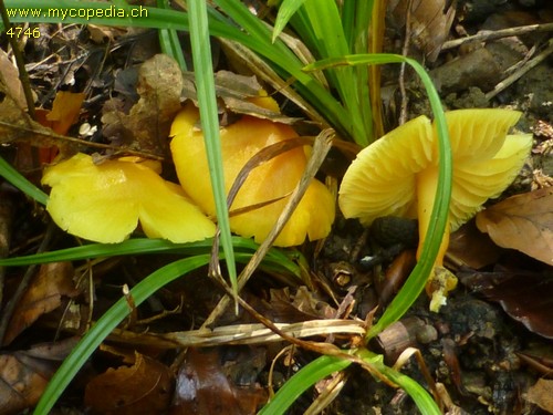 Hygrocybe obrussea - 