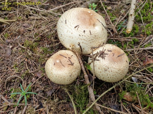 Agaricus augustus - 