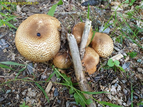 Agaricus augustus - 