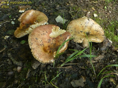 Russula globispora - 