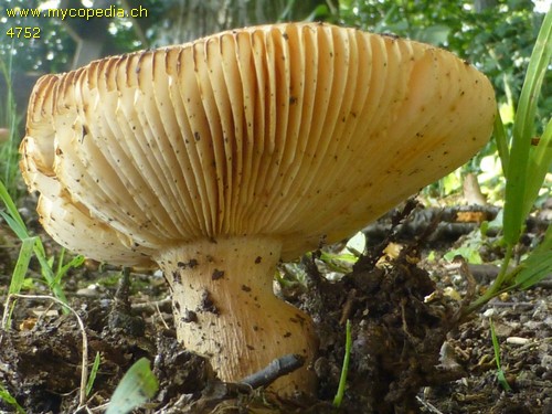 Russula globispora - 