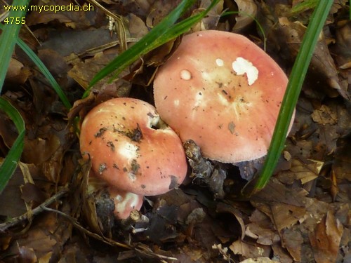 Russula velutipes - 