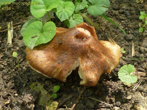 Inocybe adaequatum - 