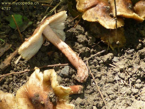 Inocybe adaequatum - 