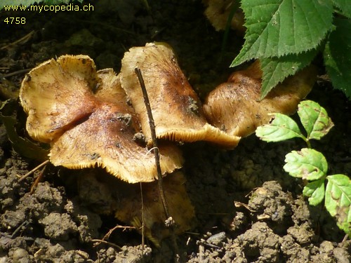 Inocybe adaequatum - 