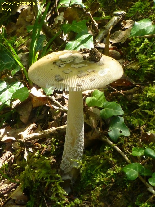 Amanita submembranacea - 