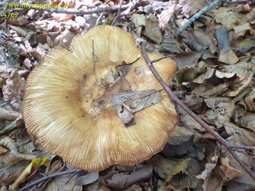 Russula foetens - 