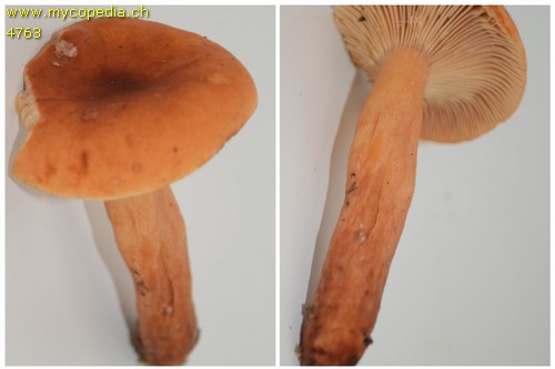 Lactarius fulvissimus - 