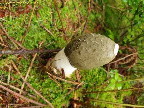 Phallus impudicus - 