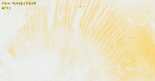 Russula nauseosa - Sporenabwurf - 