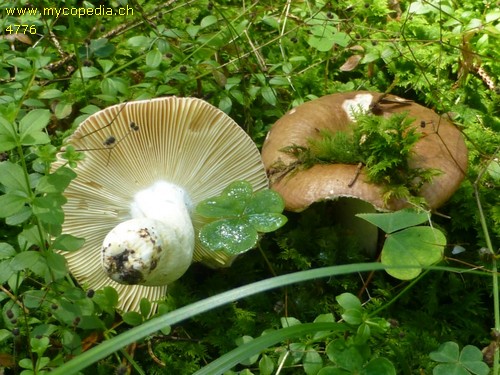 Russula vinosa - 