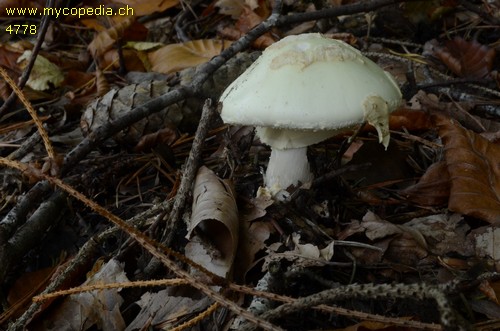 Amanita citrina - 