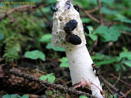 Phallus impudicus - 