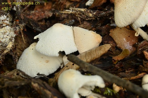 Leucocoprinus cepistipes - 