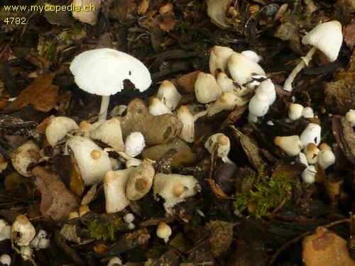 Leucocoprinus cepistipes - 