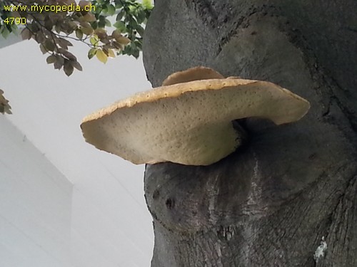 Polyporus squamosus - 