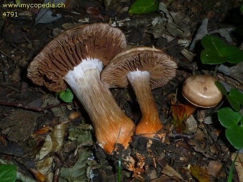 Cortinarius bulliardii - 