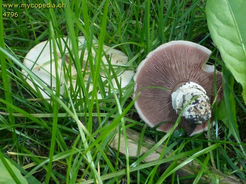 Agaricus campestris - 