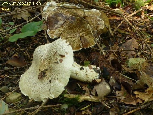 Tricholoma pardinum var. filamentosum - 