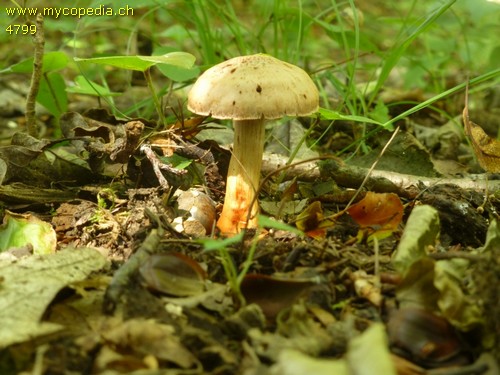 Cortinarius bulliardii - 