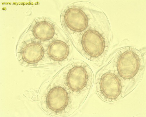 Tuber magnatum - Ascus/Asci mit Sporen - 