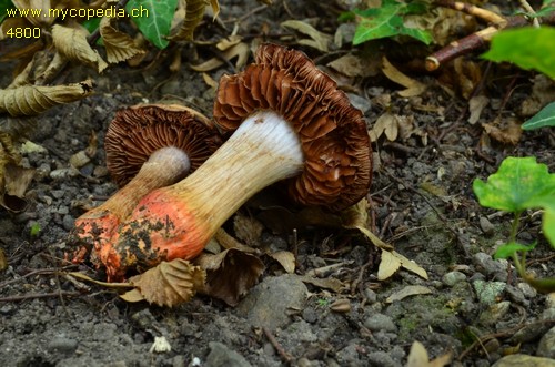 Cortinarius bulliardii - 