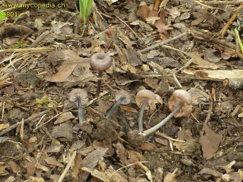 Entoloma incarnatofuscescens - 