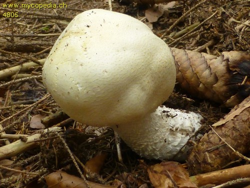 Agaricus arvensis - 