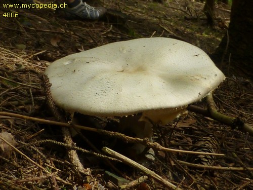 Agaricus arvensis - 