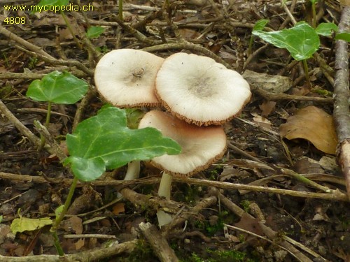 Volvariella murinella - 