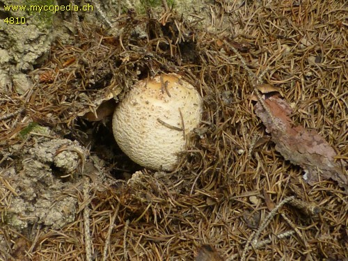 Amanita rubescens - 