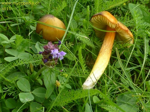 Hygrocybe conica - 