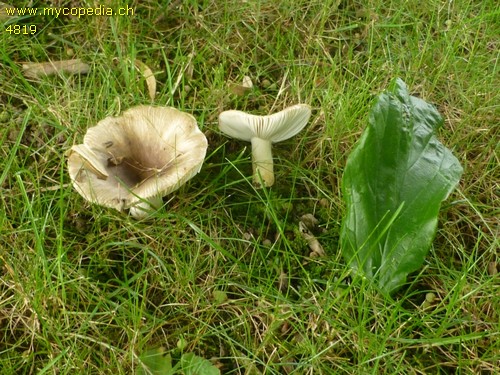 Russula insignis - 