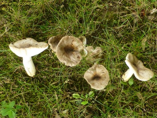 Russula insignis - 