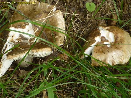 Russula insignis - 