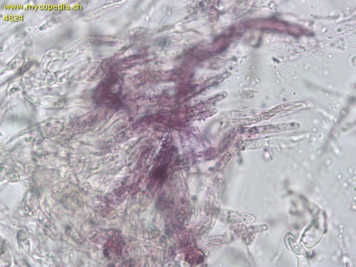 Russula insignis - Primoridalhyphen inkrustiert - 