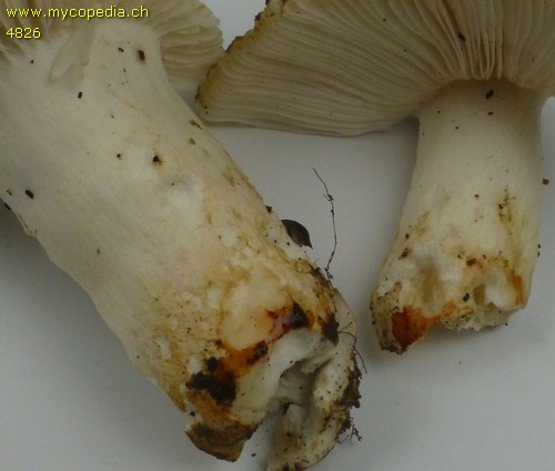 Russula insignis - 