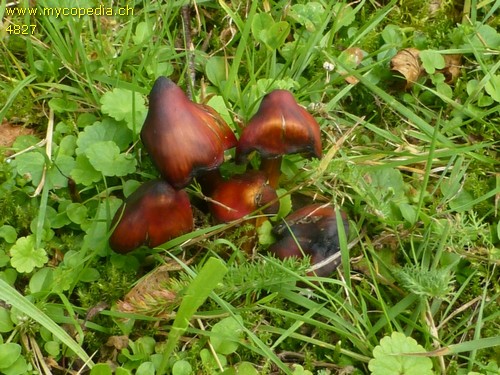 Hygrocybe conica - 