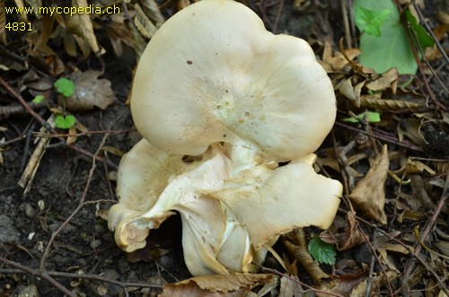 Entoloma sinuatum - 