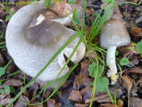 Agaricus moelleri - 