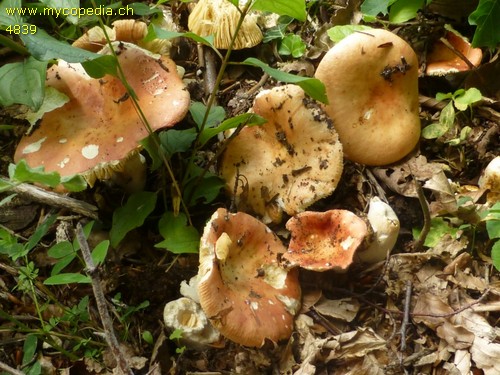 Russula maculata - 