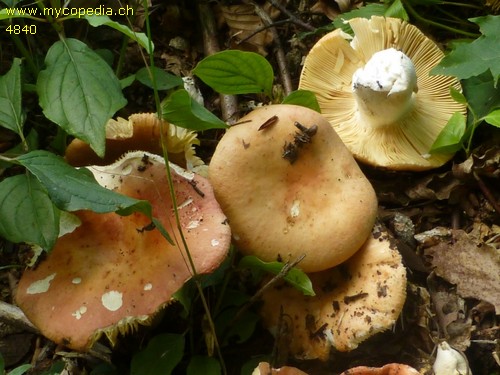 Russula maculata - 